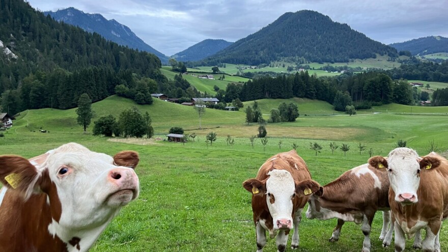 Nizozemska glazbenica svira kravama, rezultat? Više mlijeka i manje stresa