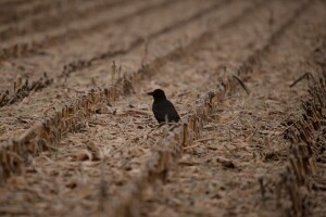 To će biti kad gavran pobijeli