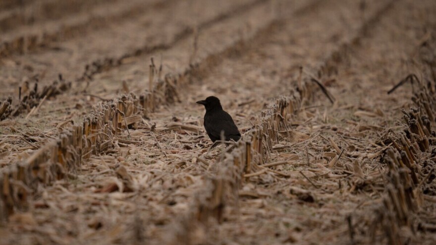 To će biti kad gavran pobijeli