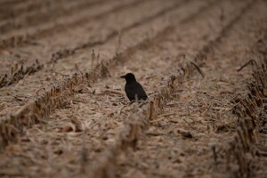 To će biti kad gavran pobeli