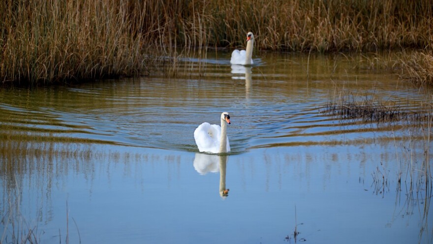 Vratila se ptičja gripa, potvrđena na jezeru u općini Legrad