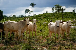 Brazilski model praćenja stoke mogao bi usporiti ilegalnu sječu šuma?