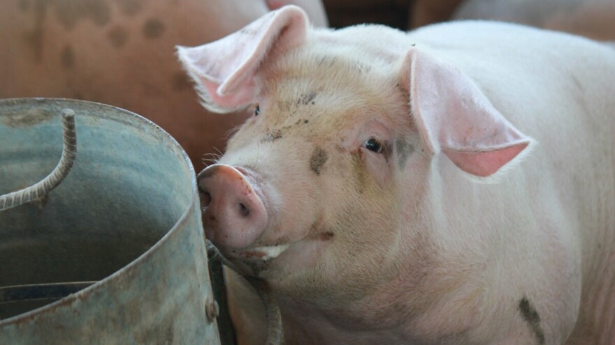 Rast otkupnih cena tovnih svinja, ali gde?