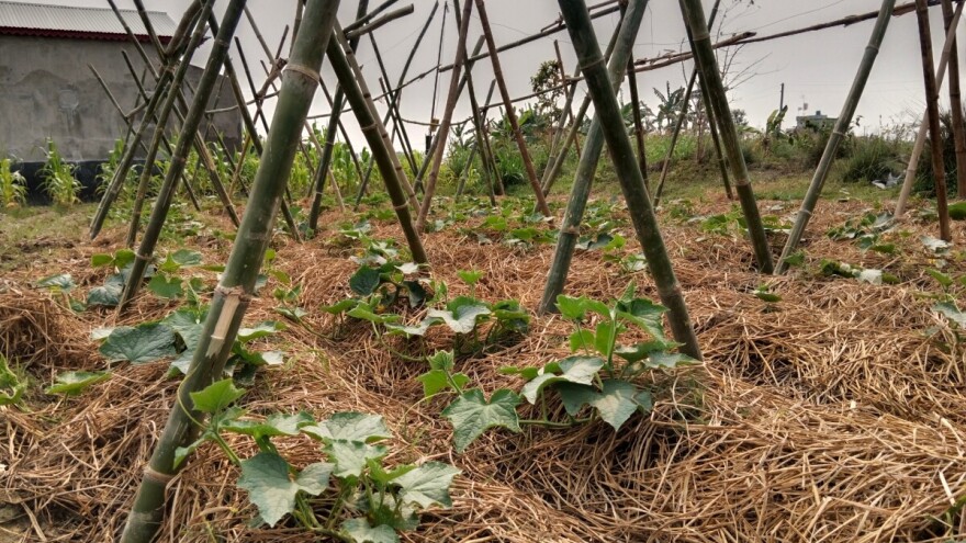 Uzgoj krastavaca na balama slame