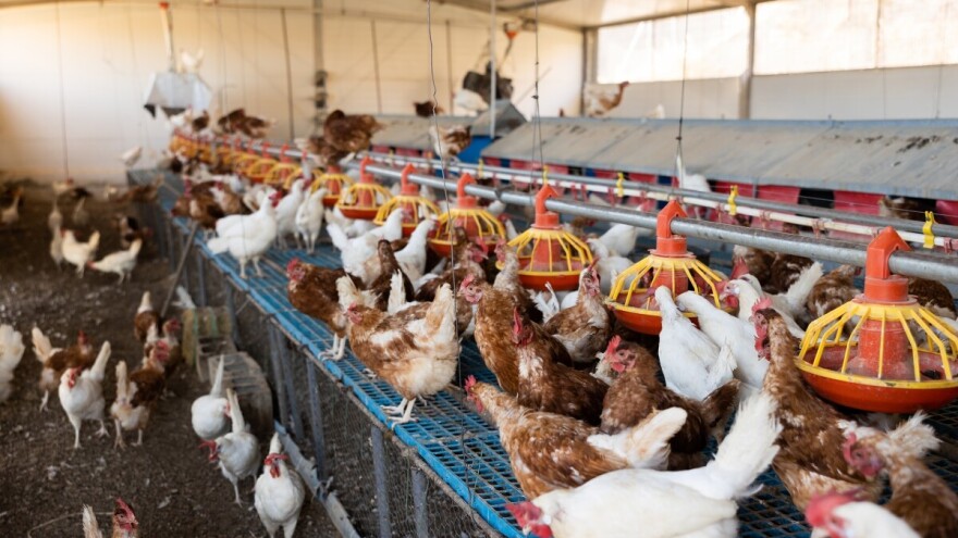 Zbog ptičje gripe eutanizirano više od 1,7 milijuna ptica - u Donjoj Saskoj prate i mačke