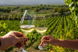 Hercegovina u znaku svoje najpoznatije sorte vina: Večeras 9. salon žilavke