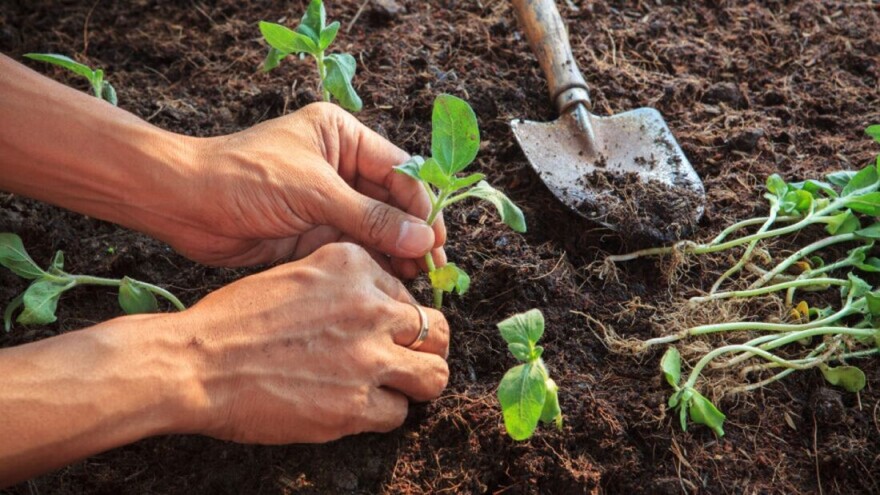 Koje biljke efikasno eliminiraju utjecaj teških metala na tlo?