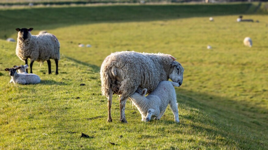 Ishrana jagnjadi po sedmicama: Kako do 30 kg za dva mjeseca?