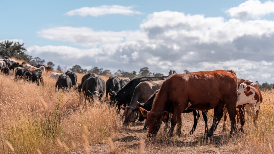 Najsuše ljeto u Engleskoj od 1929. godine, stoka ostala bez pašnjaka