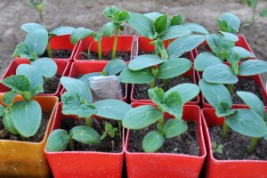 Ako proizvodite rasad krastavaca za drugu sadnju evo na šta treba paziti