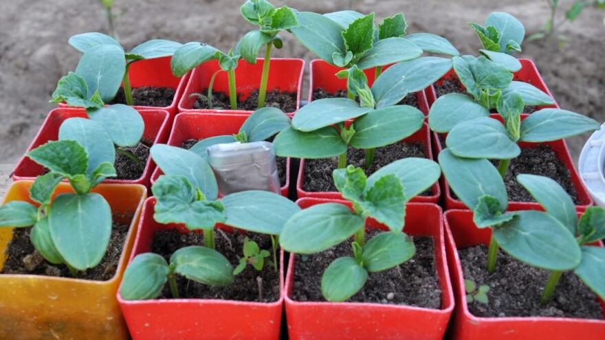 Ako proizvodite rasad krastavaca za drugu sadnju evo na šta treba paziti