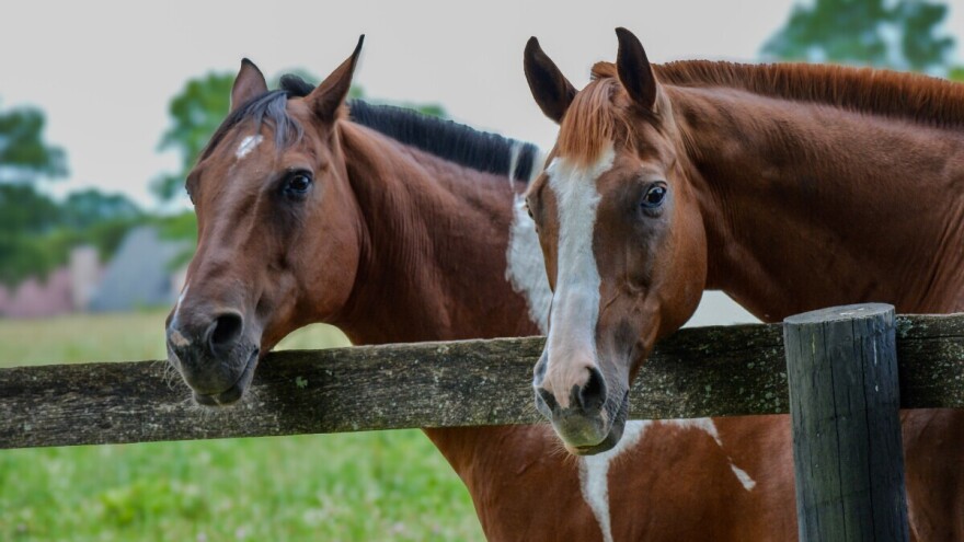 Trgovkinja konjima pred sudom: Prodala 335 konja s krivotvorenim dokumentima