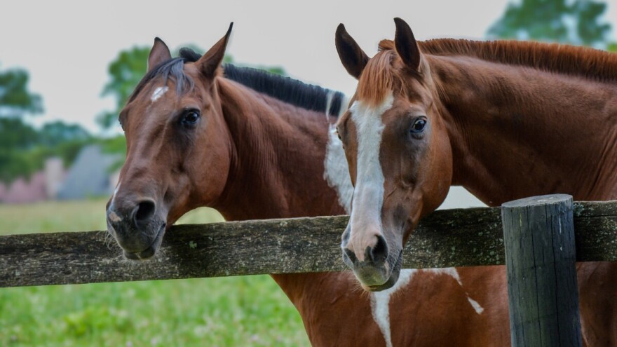 Trgovkinja konjima pred sudom: Prodala 335 konja s krivotvorenim dokumentima