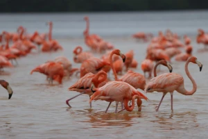 Za rubriku vjerovali ili ne: Uzgoj riže u Italiji ugrožava invazija flamingosa?!
