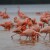 Za rubriku verovali ili ne: Uzgoj pirinča u Italiji ugrožava invazija flamingosa?!