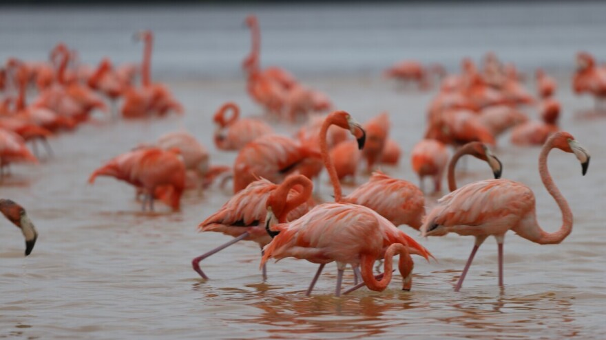 Za rubriku verovali ili ne: Uzgoj pirinča u Italiji ugrožava invazija flamingosa?!