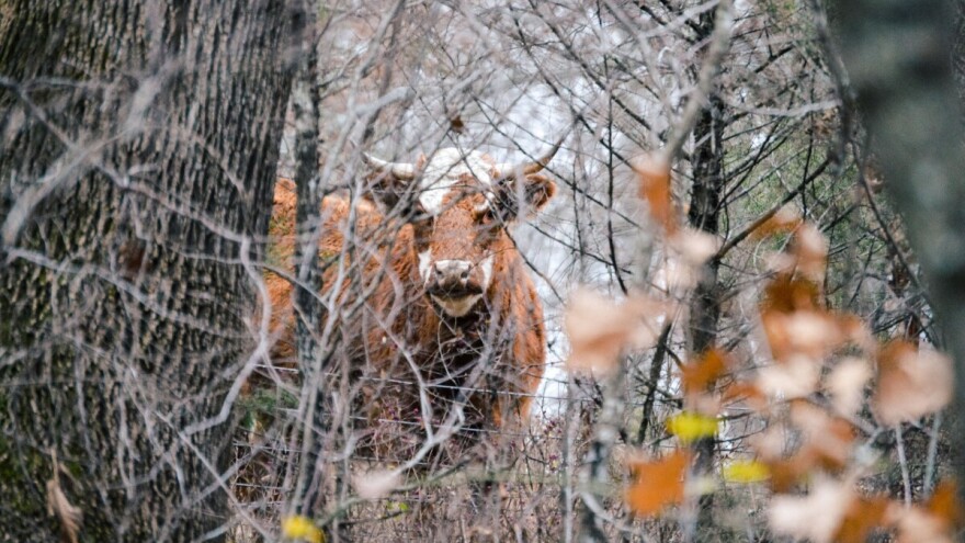 Pronašli pet krava nestalih na planini - bile su usred guste šume