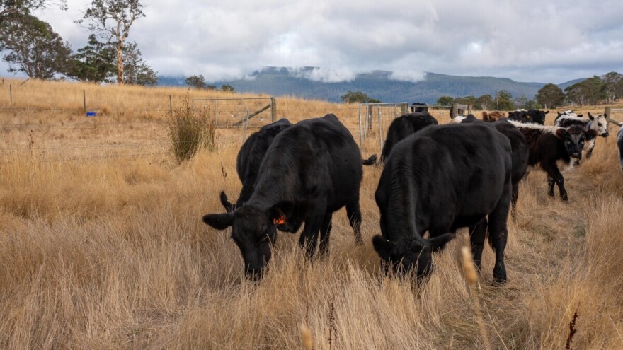 Na prodaju ranč u Paragvaju od 120.000 hektara i 55.000 goveda. Evo i koja je cijena