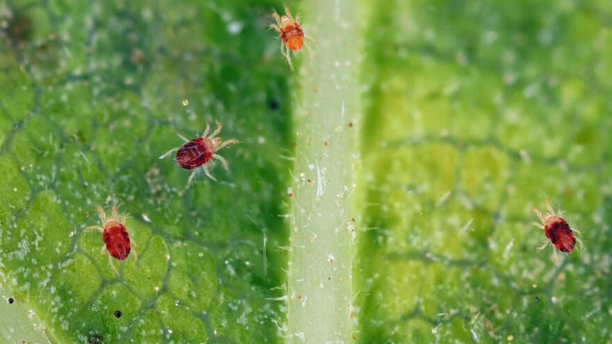 Kako sprečiti štete malog crvenog pauka?