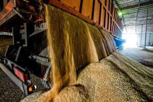 FAO podigao prognozu svetske proizvodnje žitarica, najveći rast od 2013.