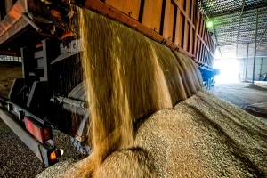 FAO podigao prognozu svjetske proizvodnje žitarica, najveći rast od 2013.