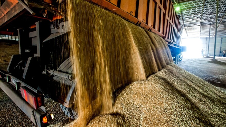 FAO podigao prognozu svjetske proizvodnje žitarica, najveći rast od 2013.