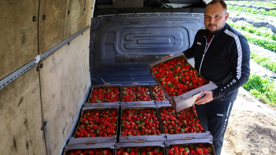 Jagode iz Vrgorca ove godine su slađe nego ikad, ali ih nikad nije bilo manje