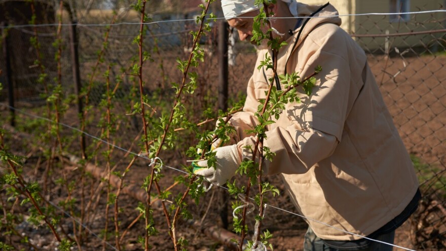 Evo koje voćne vrste možete gajiti uz pomoć žice i kako