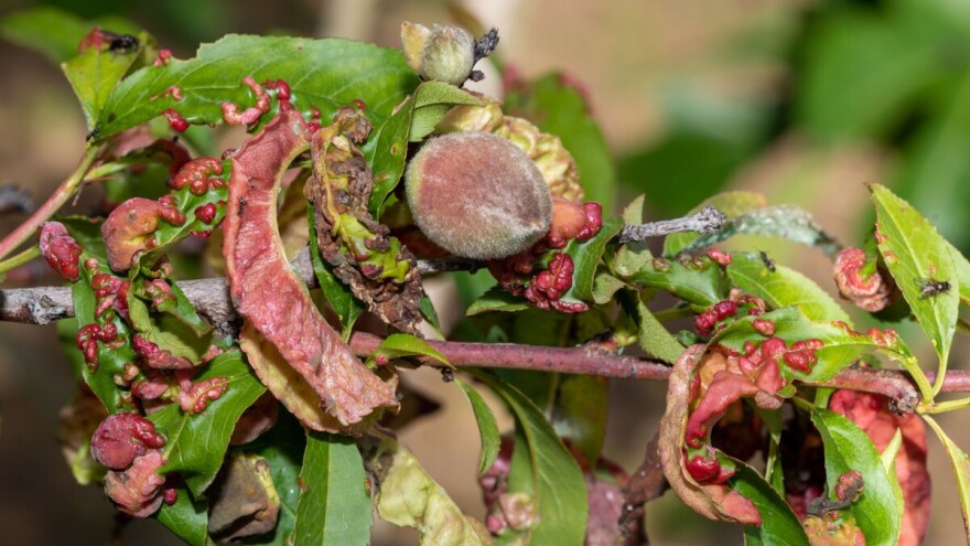 Za suzbijanje kovrdžavosti lišća breskve važno je kasno jesenje tretiranje