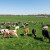 EU planira do 2040. smanjiti emisije stakleničkih plinova za 90 posto: Šta to znači za farmere?