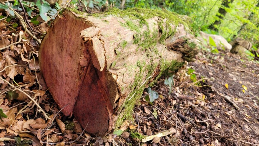 Zašao u bukve kao u djedovinu: Posjekao 19 stabala, policija pokucala na vrata