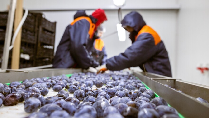 Hoće li šljiva biti najviše gajeno voće u BiH?
