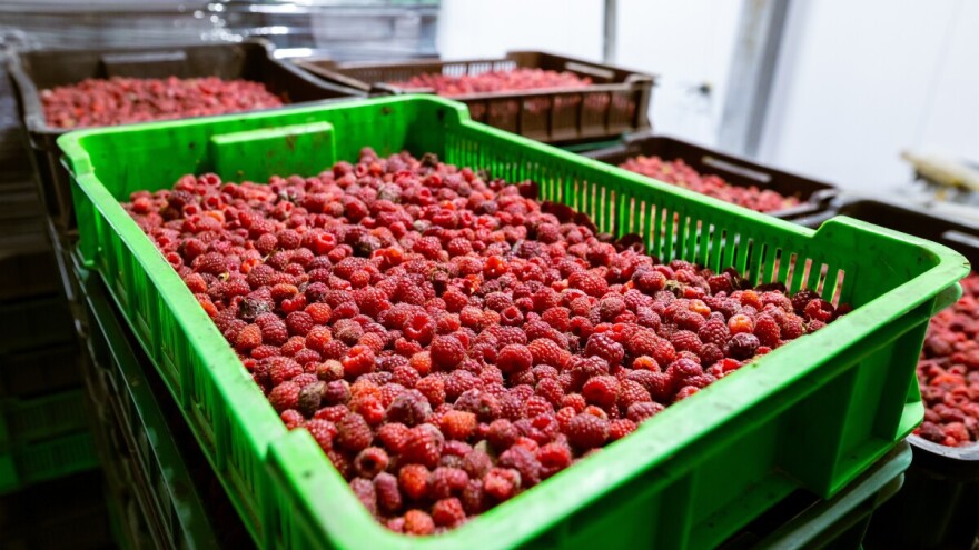 Vanredna podrška za malinare - subvencionisani krediti kod Poštanske štedionice