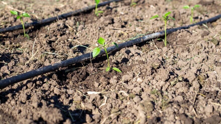 Počelo je rasađivanje paprike na otvorenom: Koji su izazovi, a koje mjere zaštite?