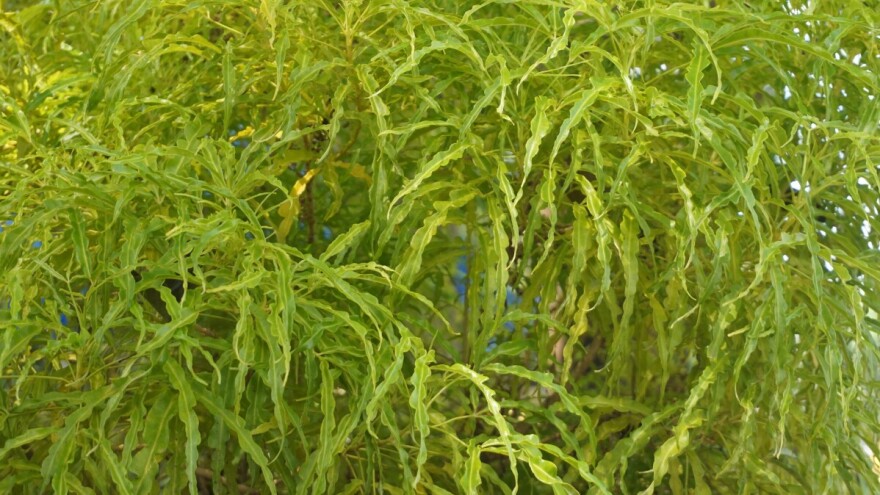 Evodija - što je to?