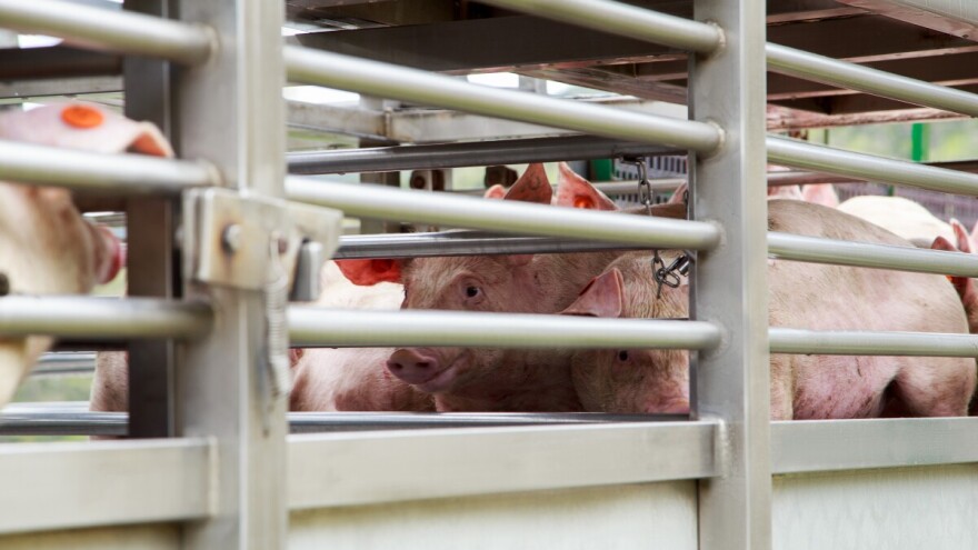 Primili ste potporu zbog afričke svinjske kuge i obnovili broj životinja? APPRRR traži dokaze