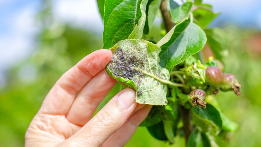 Lisne uši u voćarstvu: Neprijatelj prinosa i kvaliteta ploda