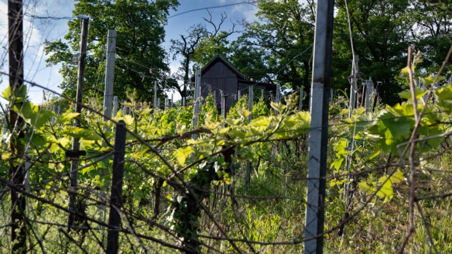 Opremanje vinograda s vinogradarskom armaturom