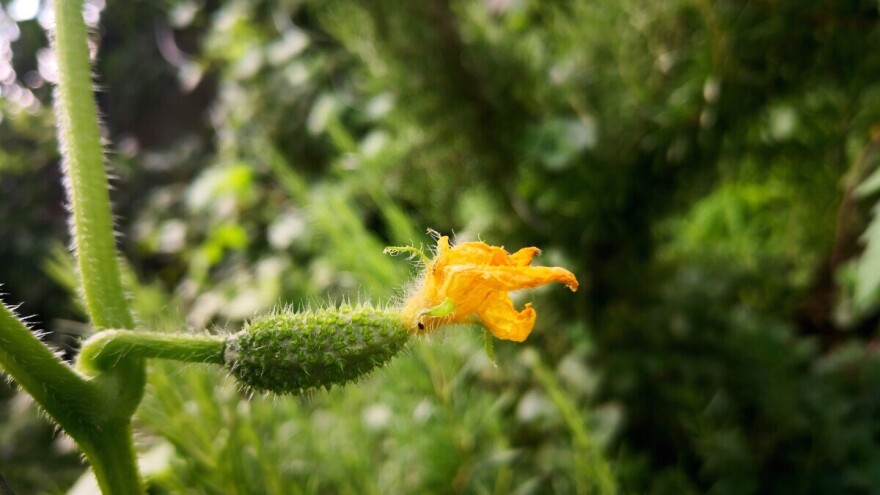 Krastavac je već narastao metar: Šta sada?