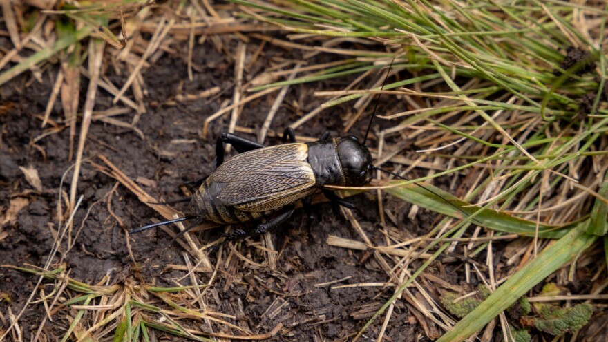 Popci - kakve štete prave i kako ih sprečiti?