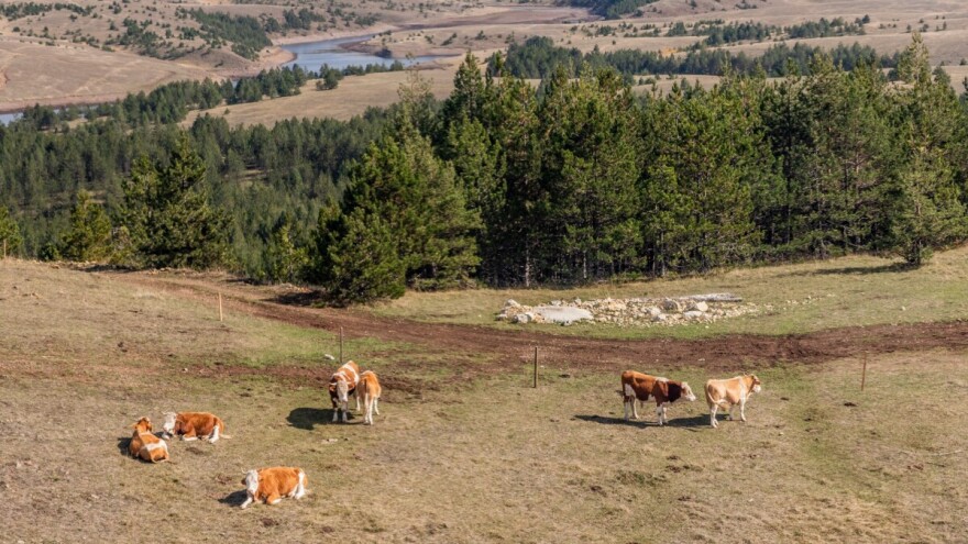 Pokrenut nacionalni projekat očuvanja šuma vredan 85 miliona dolara