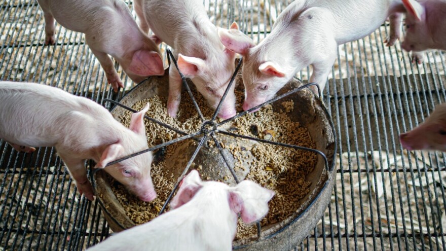 U pripremi novi zakon o hrani za životinje, dajte svoje sugestije i predloge