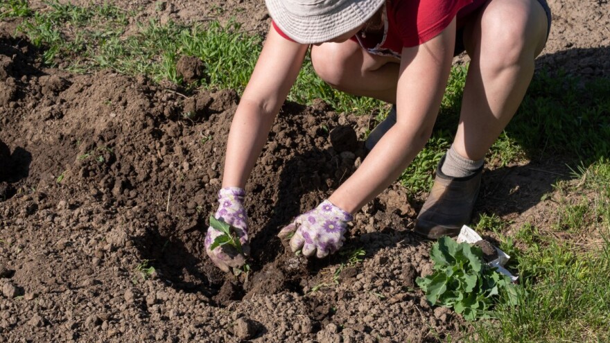 Vrt u augustu: Šta brati i saditi, kako njegovati?