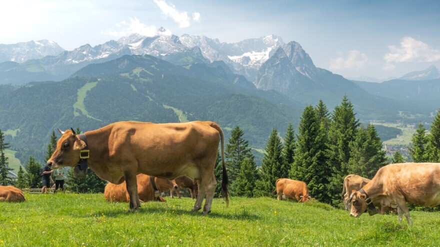 Tragedija u nemačkim Alpima: Stradalo 15 krava nakon stampeda na pašnjaku
