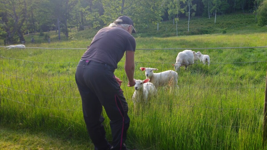 Pritvoren višestruki prevarant: Uzeo janjad, a nije platio