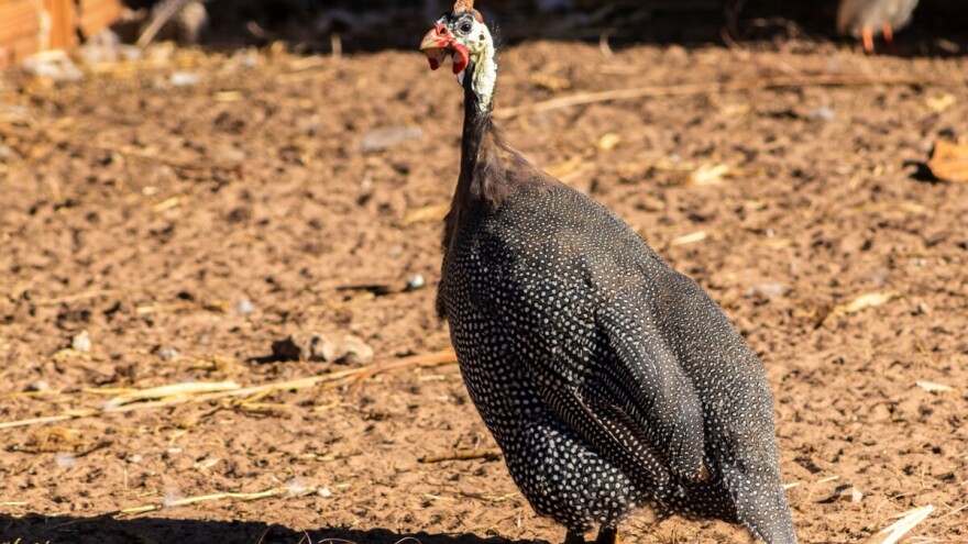 Morka - neobična i korisna živina