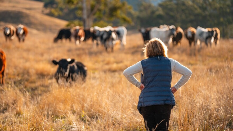 Bolest kvrgave kože hara zapadnom Evropom, Francuska zabranila premeštanje goveda u druge zemlje