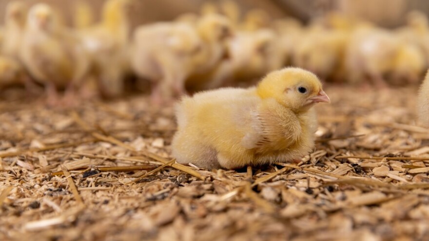 Nakon teške godine i milionskih gubitaka, šta očekuje živinarski sektor u 2026.?