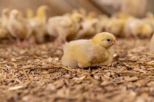 Nakon teške godine i milijunskih gubitaka što očekuje peradarski sektor u 2026?