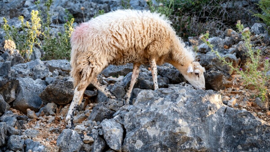 Prvi odstrel čaglja na Cresu - ozbiljna prijetnja opstanku već ugroženog ovčarstva